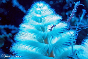 Christmas Tree Worm/Photographed with a Canon 60 mm macro... by Laurie Slawson 